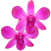 Purple Dendrobium