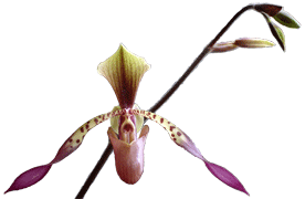 Paph Lowii