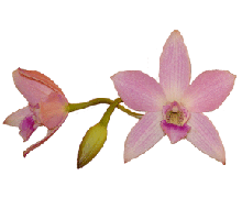 Miniature Cattleya