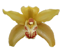 Cymbidium