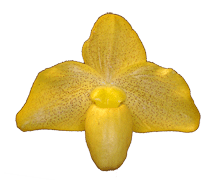 Paph Hsinying Agogo