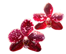 Phalaenopsis Bedford Golden Taylor