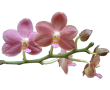 Multifloral Phalaenopsis 