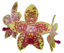 Phalaenopsis Orchid World 'Joe'