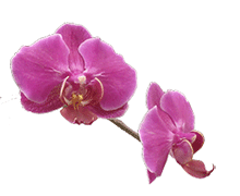 Phalaenopsis