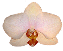 Phalaenopsis