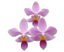 Phalaenopsis equestris