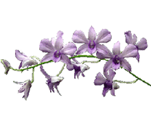 Dendrobium