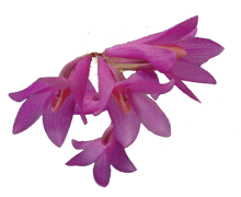 Dendrobium bracteosum