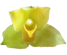 Lycaste