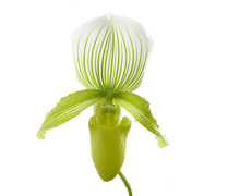 Paphiopedilum Maudie var alba