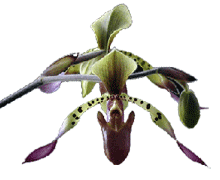 Paphiopedilum lowii