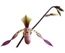 Paphiopedilum lowii