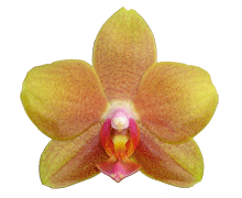 Novelty Phalaenopsis 