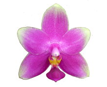 Phalaenopsis violacea