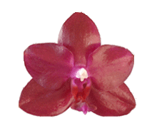 Phalaenopsis