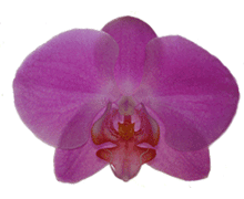 Phalaenopsis