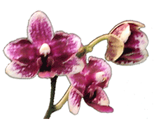 Phalaenopsis