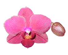 Phalaenopsis