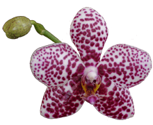 Phalaenopsis