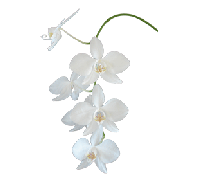 Phalaenopsis amabalis 'Fuga'