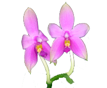 Phalaenopsis violacea