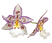 Wilsonara Tigersette
